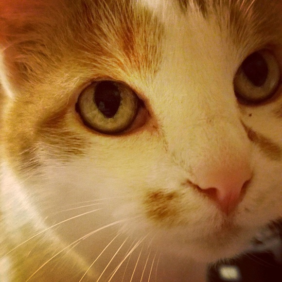 Meet your Posher, Amanda - Picture 1 of 1